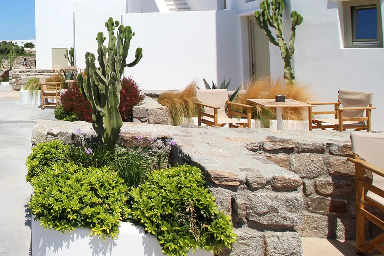 Mykonos Cactus